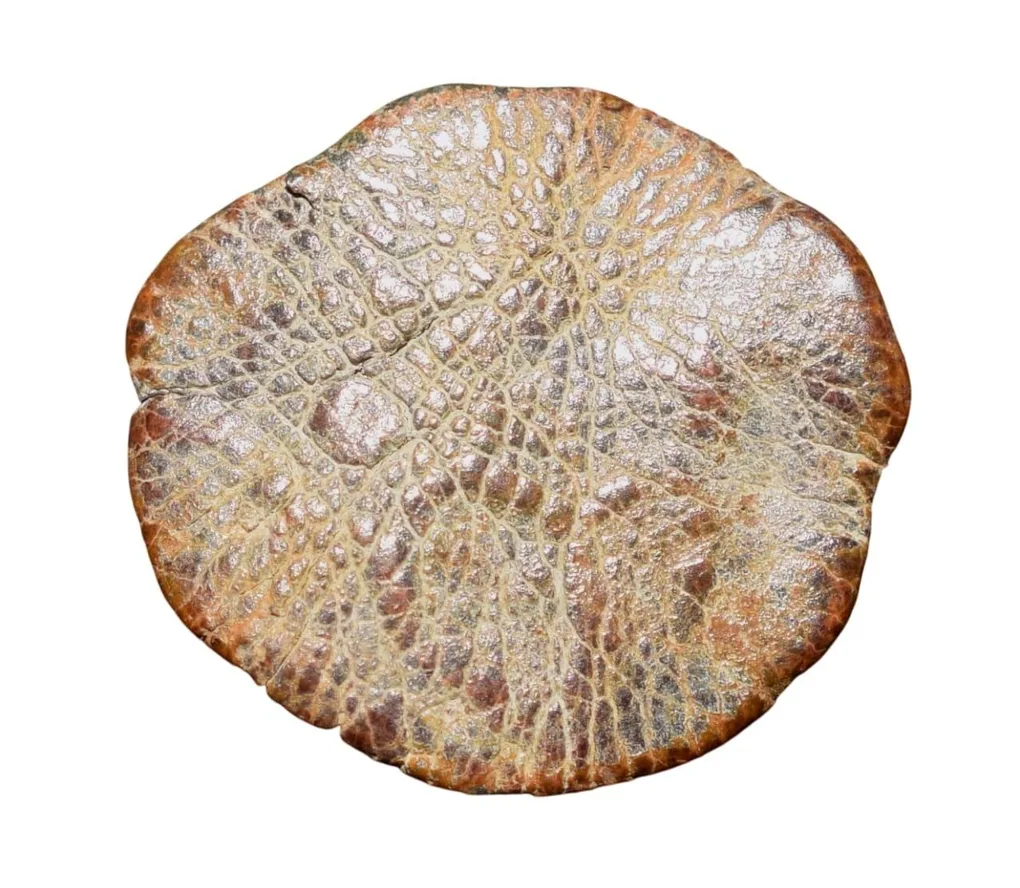 Lead Coin of Vakataka's (5th - 7th Cen. AD) with Trident on Stand Rare