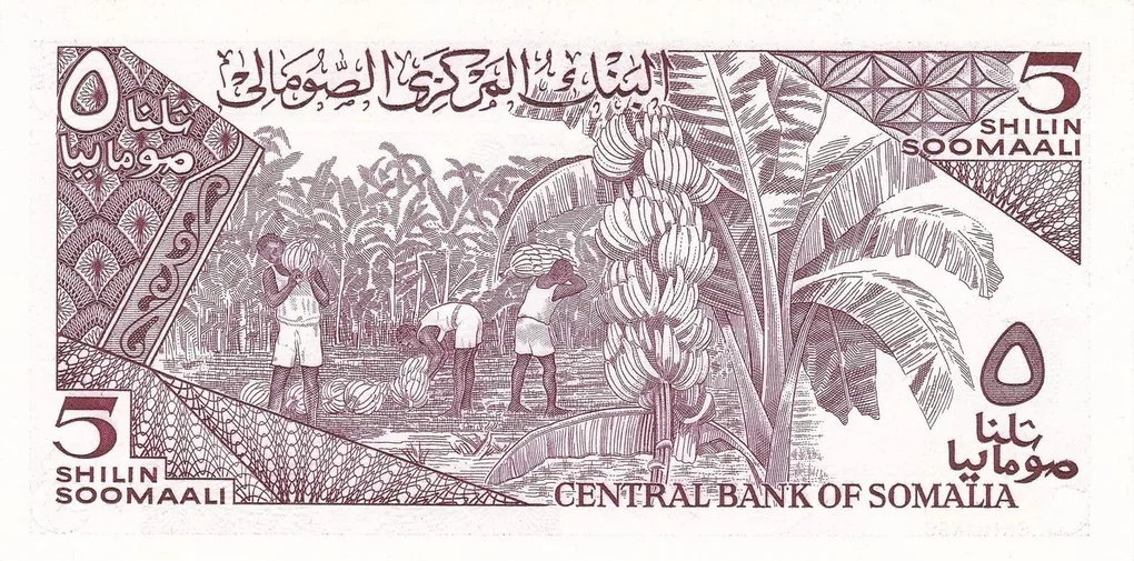 5 Shillings of Soomaaliya (AD 1987) with Cape Buffalo herd/Banana plantation UNC Grade Rare