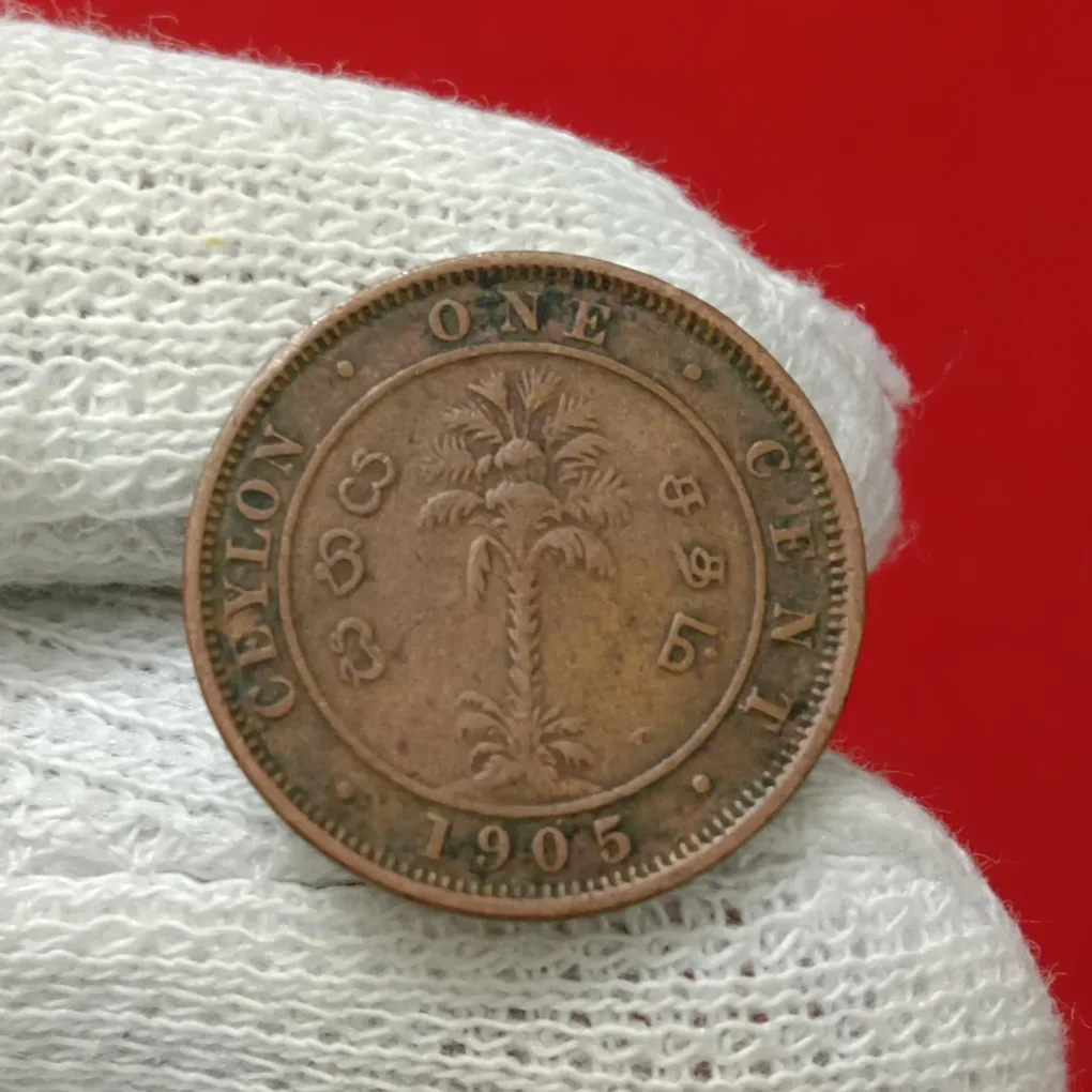 Ex Rare Edward VII 1905 1905 British Ceylon one-cent copper coin featuring a central palm tree design with Sinhala, Tamil, and English lettering